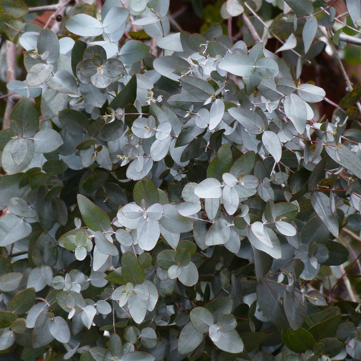 Huile essentielle d'Eucalyptus à cryptone propriétés, indications, précautions
