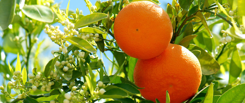 AromaGuide : L’orange douce, la reine des agrumes