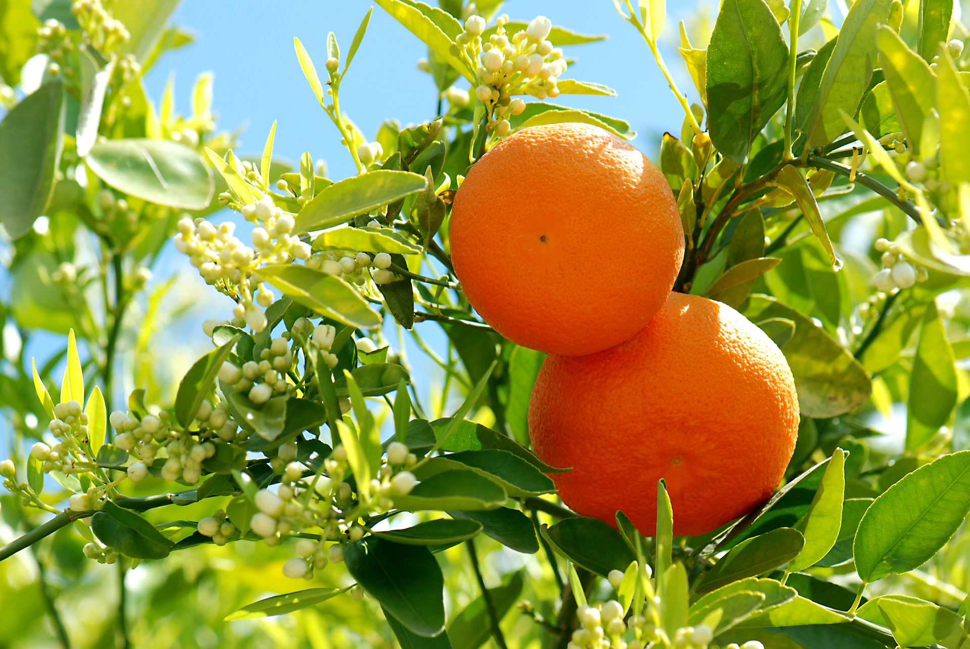 Huile essentielle d’Orange douce bio, la fiche aromaguide