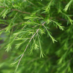 Huile essentielle de Tea Tree