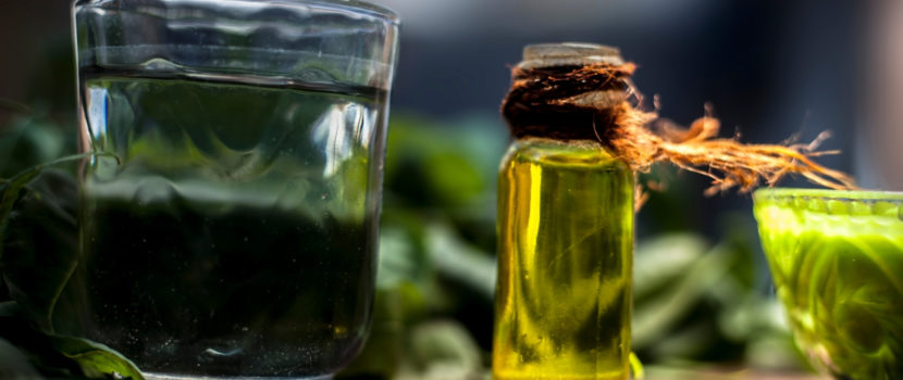 La news AromaGuide : l’huile essentielle de Tea Tree