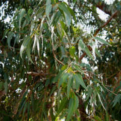 Huile essentielle d’Eucalyptus Citronné