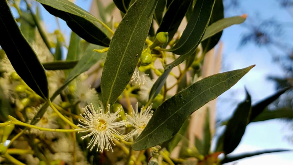 La distillation du mois : L’Eucalyptus Gundal