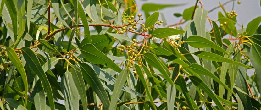 AromaGuide : L’huile essentielle d’Eucalyptus citronné