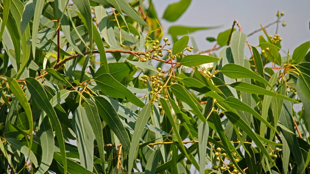 Huile essentielle d’Eucalyptus citronné, la fiche AromaGuide