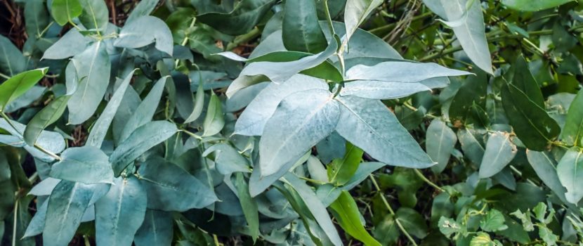L’ AromaGuide : L’huile essentielle d’Eucalyptus Gundal