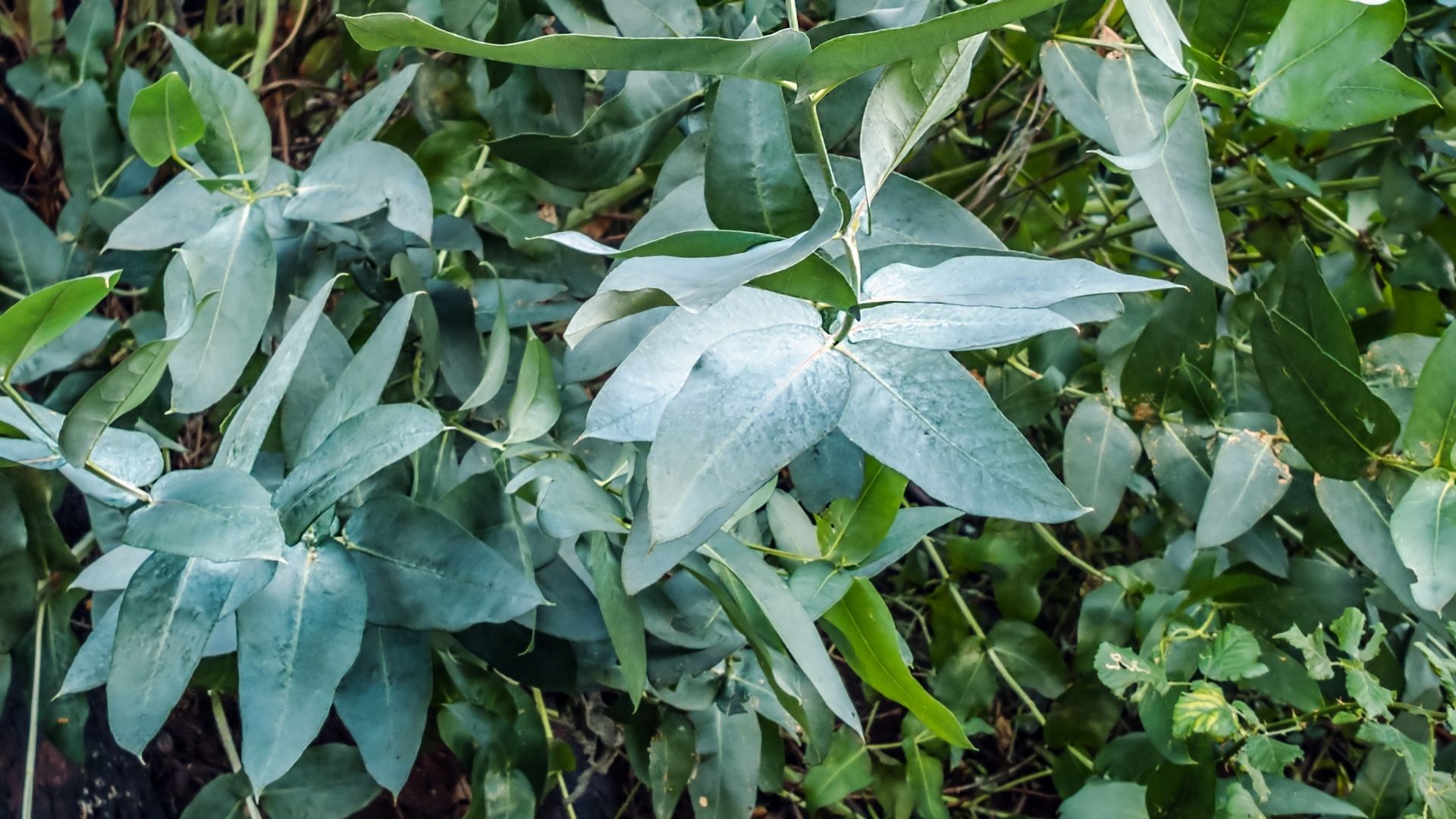 Huile essentielle d’Eucalyptus Gundal bio, la fiche AromaGuide