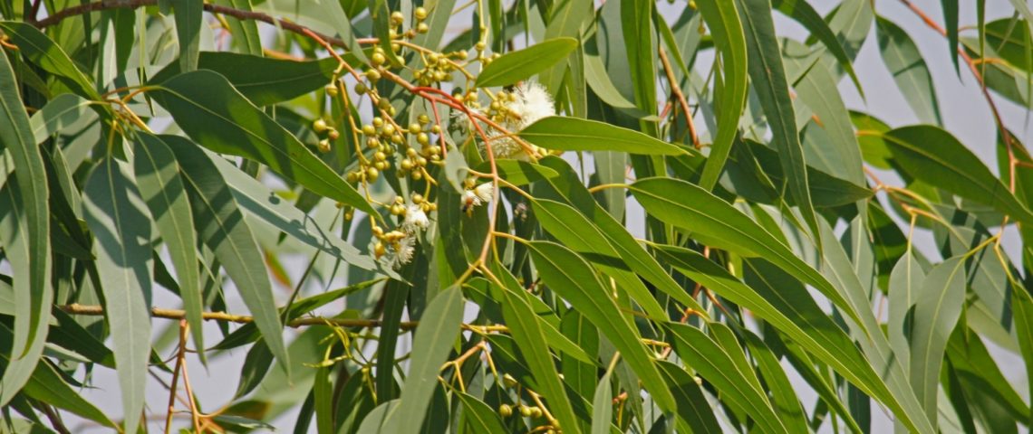 La distillation du mois : l’Eucalyptus Citronné