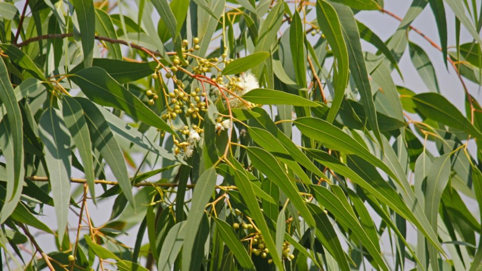 La distillation du mois : l’Eucalyptus Citronné