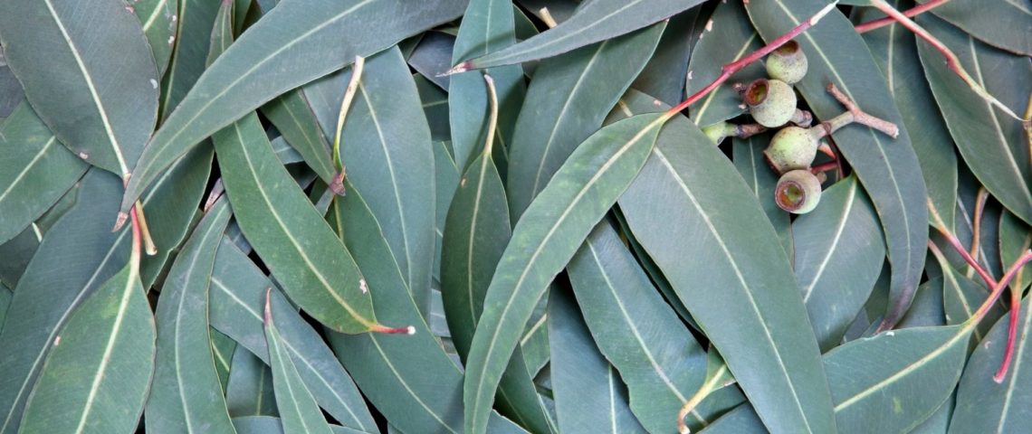 L’ AromaGuide : L’hydrolat d’Eucalyptus Radié