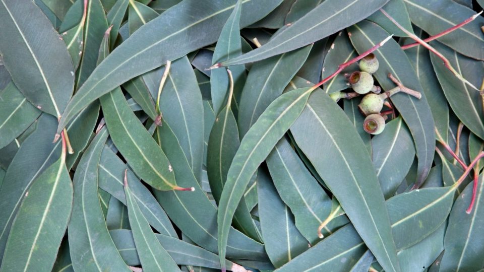 L’ AromaGuide : L’hydrolat d’Eucalyptus Radié