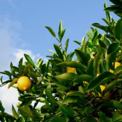 Huile essentielle de Citron bio, la fiche AromaGuide
