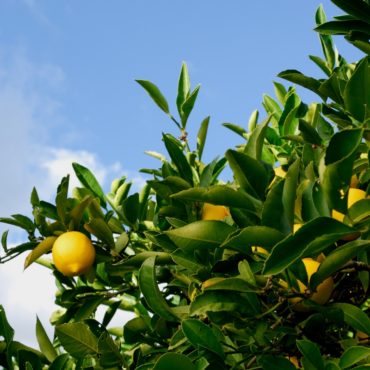L’huile essentielle de Citron, la fiche AromaGuide