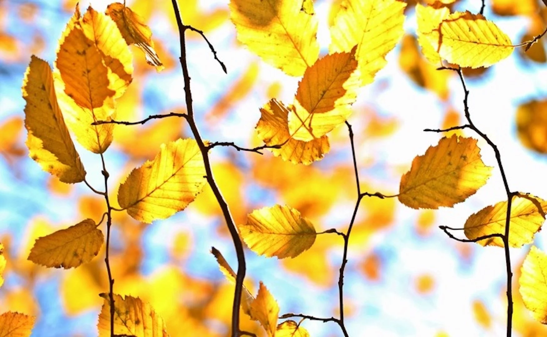Une nouvelle newsletter cet automne !