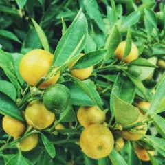 Huile essentielle de Citron propriétés, indications, précautions