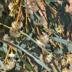 Huile essentielle d'Eucalyptus radié propriétés, indications, précautions